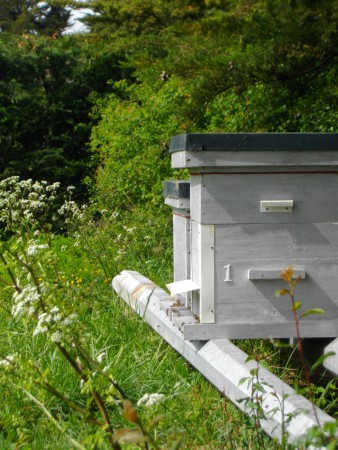 Ruches en pleine activité